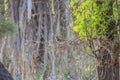 Indian Robin is a comon robin found in Bahawalpur Region Pakistan Royalty Free Stock Photo