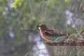 Indian Robin is a comon robin found in Bahawalpur Region Pakistan Royalty Free Stock Photo