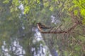 Indian Robin is a comon robin found in Bahawalpur Region Pakistan Royalty Free Stock Photo