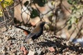 Indian Robin Copsychus fulicatus bird perching on the gravel near the edge of forest