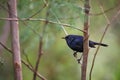 Indian robin - Copsychus fulicatus