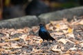 Indian robin Copsychus fulicatus