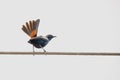 Indian Robin perching on a power line with its orange tail feathers open