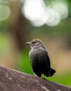 The Indian robin