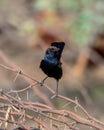 A female Indian robin Copsychus fulicatus spotted in Bera in Rajasthan