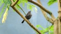 Indian robin Fledgling baby shivering in the cold rain, alone and scared in the tree branch, looking for its mother. Raindrops all Royalty Free Stock Photo