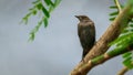 Indian robin Fledgling baby shivering in the cold rain, alone and scared in the tree branch, looking for its mother. Raindrops all Royalty Free Stock Photo