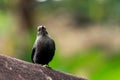 The Indian robin looking up