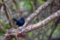 Indian robin or Saxicoloides fulicatus leucopterus