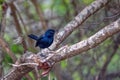 Indian robin or Saxicoloides fulicatus leucopterus