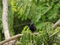 The Indian robin is a species of bird in the family Muscicapidae, micro,macro,image in indian village Royalty Free Stock Photo