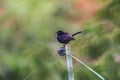 Indian Robin of the Saxicoloides fulicatus on the Fence