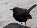 The Indian robin is a species of bird in the family Muscicapidae. It is widespread in the Indian subcontinent and ranges acro Royalty Free Stock Photo