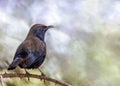 Indian Robin on a tree branch Royalty Free Stock Photo