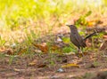 Indian Robin (Copsychus fulicatus) sitting on a ground in shade