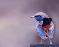 Indian Robin (Copsychus fulicatus) sitting on a wall and looking back