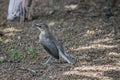 Indian Robin Copsychus fulicatus bird in a field in Sasan Gir, Gujrat, India.