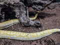Indian rock python. Big yellow snake Royalty Free Stock Photo
