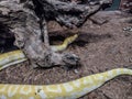 Indian rock python. Big yellow snake Royalty Free Stock Photo