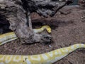 Indian rock python. Big yellow snake Royalty Free Stock Photo