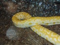 Indian rock python. Big yellow snake Royalty Free Stock Photo