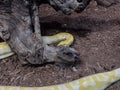 Indian rock python. Big yellow snake Royalty Free Stock Photo