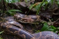 Indian Rock Python Royalty Free Stock Photo