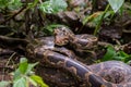 Indian Rock Python closeup Royalty Free Stock Photo