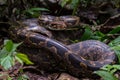 Indian Rock Python in habitat Royalty Free Stock Photo