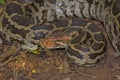 Indian Rock Python, Python molurus