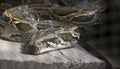 Indian Rock Python Royalty Free Stock Photo