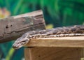 Indian Rock python Python molurus Royalty Free Stock Photo