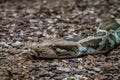 Indian rock python Python molurus molurus in zoo Barcelona Royalty Free Stock Photo