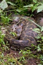 Indian Rock Python with prey in its stomach Royalty Free Stock Photo