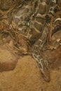 Indian rock python or Python Molurus in India jungles Royalty Free Stock Photo