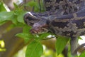 Indian Rock Python on tree Royalty Free Stock Photo