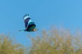Indian Roller flying through the sky Royalty Free Stock Photo