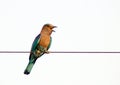 Indian roller Royalty Free Stock Photo