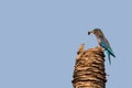 Indian Roller bird in blue catch and hold Common green frog between beak, summer in Thailand. Royalty Free Stock Photo