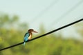 The Indian Roller bird or Indian Blue Jay