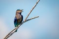 Indian roller bird on branch of died tree