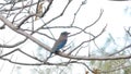 Indian roller bird in nature at tropical rain forest.