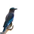 Indian Roller bird