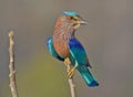 Indian roller bird