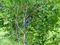 Indian roller