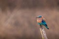 Indian roller blue jay bird during safari at kabini forest Royalty Free Stock Photo