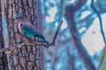 Indian roller blue jay bird during safari at kabini forest Royalty Free Stock Photo