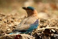 Indian Roller Catch