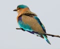 Indian Roller Coracias benghalensis Royalty Free Stock Photo