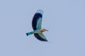 Indian roller Coracias benghalensis in flight on blue sky Royalty Free Stock Photo